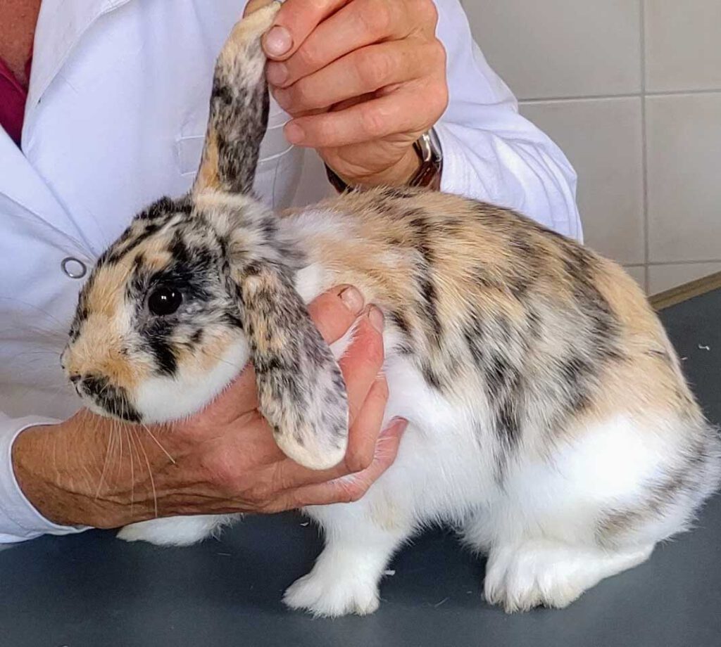 Kaninchen in der Kleintierpraxis Dr. Ulrike Eyrich