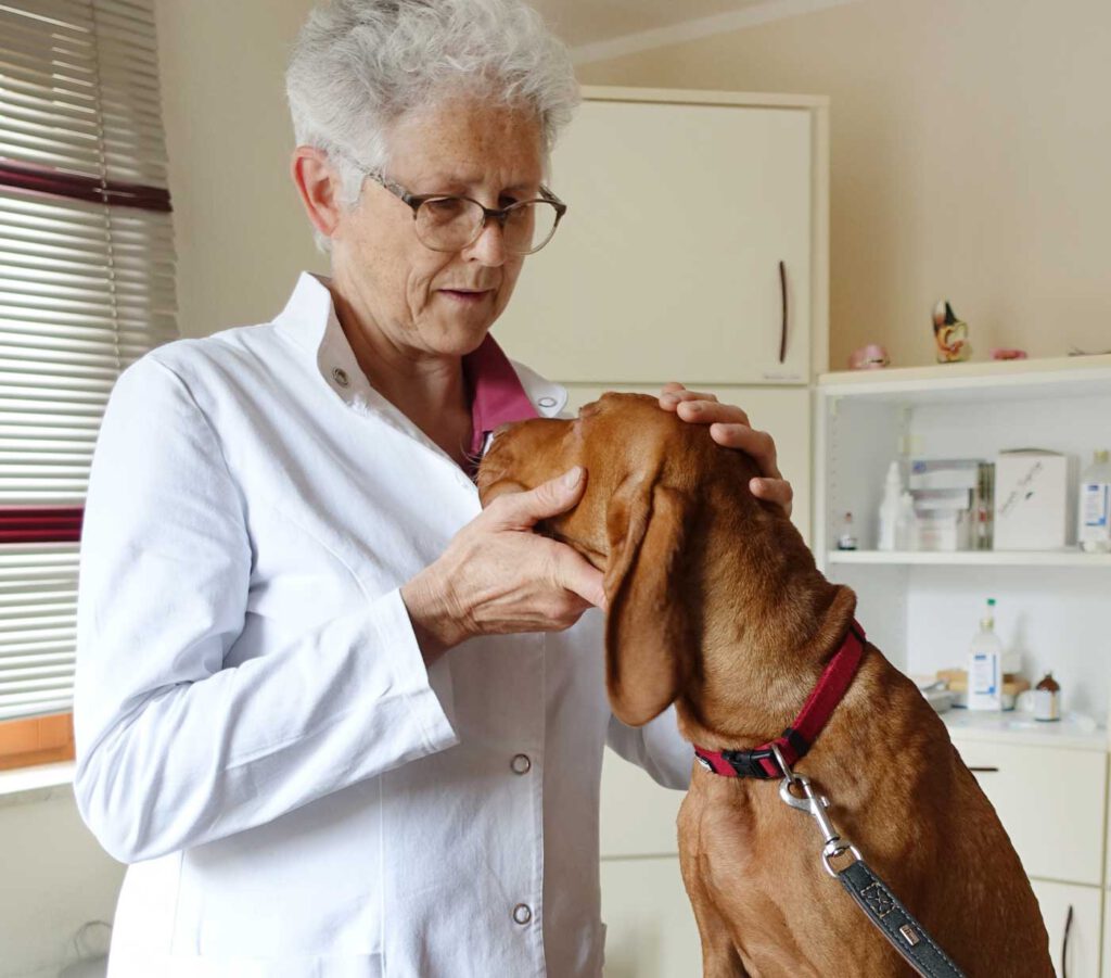 Hund in der Kleintierpraxis Dr. Ulrike Eyrich